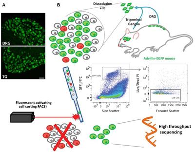 The Molecular Fingerprint of Dorsal Root and Trigeminal Ganglion Neurons